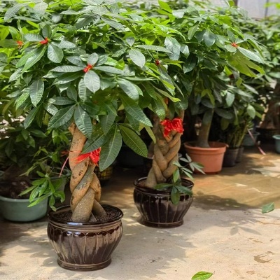 驻马店市花卉盆栽店绿植发财天堂鸟66驿城确山泌阳遂西平汝南县