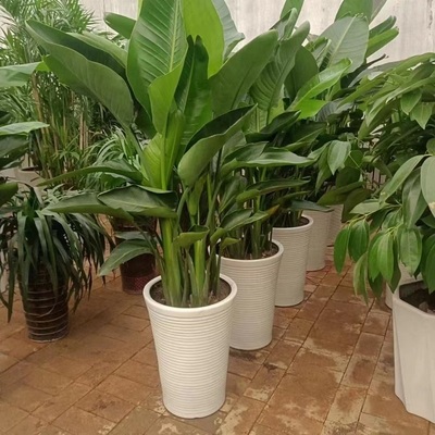 白山市花卉盆栽店植物发财树2临八道江源区抚松靖宇长县天堂鸟