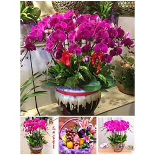 淄博市鲜花卉店中秋节送礼蝴蝶兰水果篮张店区临淄川周村桓台高青