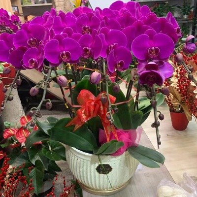 北京市鲜花卉店节生日送礼蝴蝶兰水果篮朝阳丰台通州昌平密云县