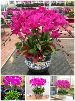 丽水市开花卉店春节日元宵送礼蝴蝶大惠兰开业张莲都区青田缙云县