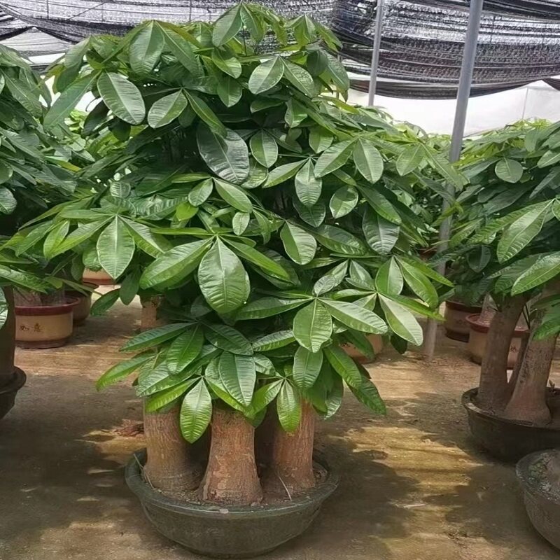 河池市花卉盆栽绿植发财天堂鸟66东兰罗城环江巴马都安大化县宜州