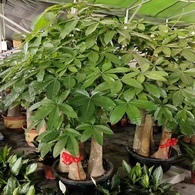 通辽市花卉盆栽店天堂鸟招发财金钱树26科尔沁区霍林郭勒开鲁县