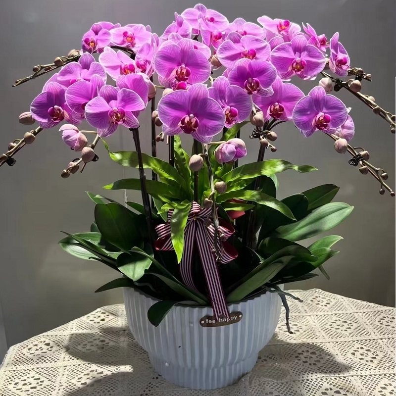 嘉兴市鲜花卉店开业张送礼蝴蝶兰水果篮秀城洲区海宁平湖桐乡善县