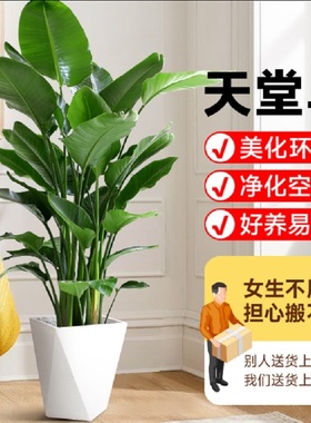 盘锦市花卉盆栽店天堂鸟发财金钱树26双台子区兴隆台盘山大洼县