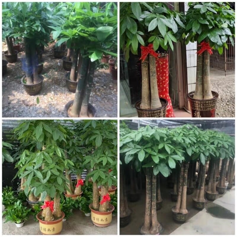 阜阳市花卉盆栽店室内绿萝植物招发财金钱幸福树天堂鸟91蒙城县