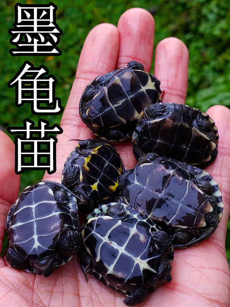 墨龟苗活体全黑小乌龟活物黑腹外塘中华草龟苗巴西龟宠物观赏水龟