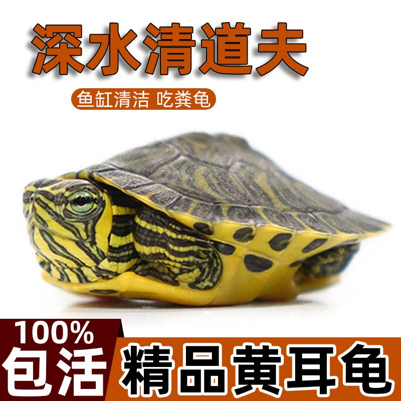 黄耳龟深水龟混养清洁小乌龟活物鱼缸火焰龟小宠物龟吃粪龟稀有龟