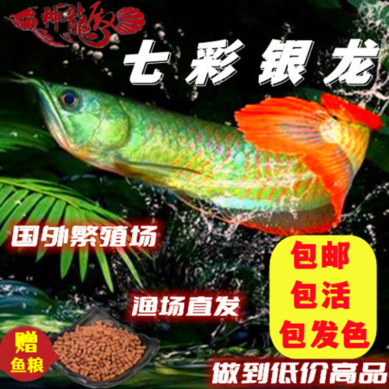 七彩银龙鱼正宗纯血统活体发财招财鱼苗热带淡水观赏鱼风水鱼