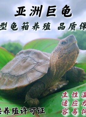 可养龟素食挑选龟亚巨乌龟苗亚巨种龟亚洲龟吃菜龟半巨型水龟招财