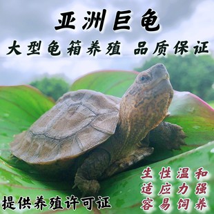 可养龟素食挑选龟亚巨乌龟苗亚巨种龟亚洲龟吃菜龟半巨型水龟招财
