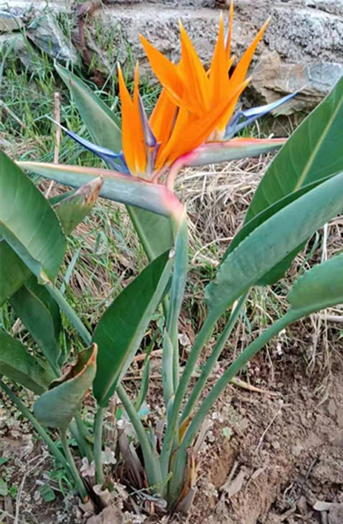 自家鹤望兰天堂鸟基地开花盆栽大型观花观叶植物室内办公室客厅