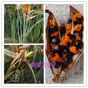 自家开花鹤望兰天堂鸟种子盆栽绿植花卉新鲜饱满黄色绒毛包邮