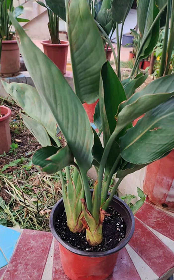 鹤望兰天堂鸟开花进口荷兰品种阳台客厅办公室大型观赏花叶绿植