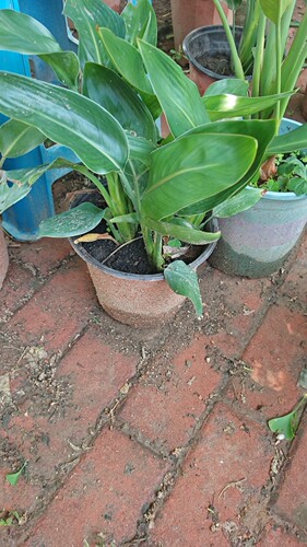 鹤望兰开花盆栽室内客厅办公室桌面四季常青植物花卉绿植