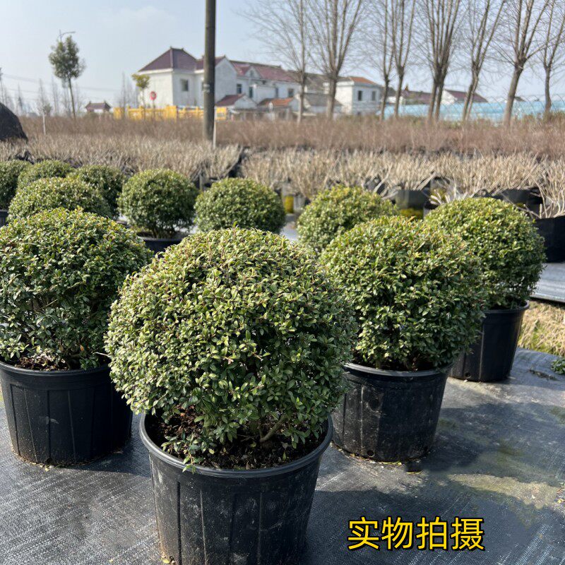 龟甲冬青齿叶冬青球盆栽庭院花园景观造型植物耐寒耐热常绿灌木