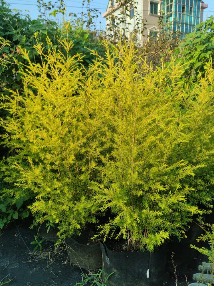 黄金香柳盆栽棒棒糖千层金庭院阳台多年生观叶植物四季常青包邮