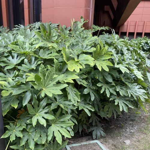八角金盘庭院别墅造景植物易成活