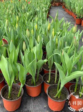 郁金香盆栽苗成品庭院花园观花植物耐寒花期久可土养可水培易成活