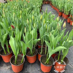 郁金香盆栽苗成品庭院花园观花植物耐寒花期久可土养可水培易成活