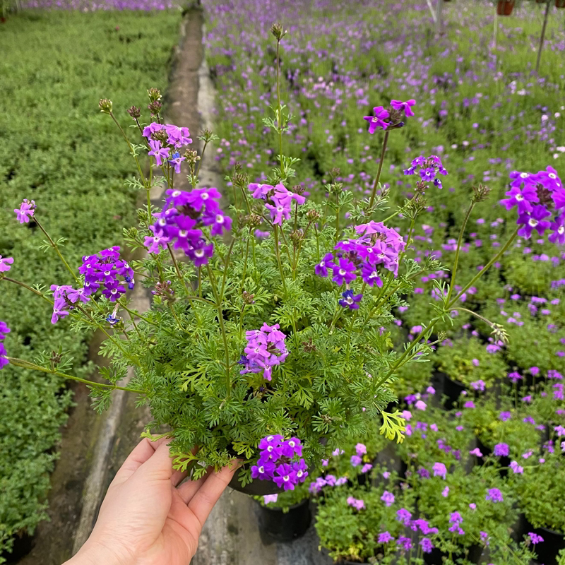 进口细叶美女樱盆栽庭院花园花镜种植多年生宿根地被植物耐热包邮