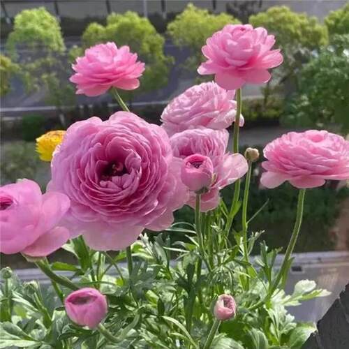 耐寒洋牡丹草盆栽花阳台花卉盆栽