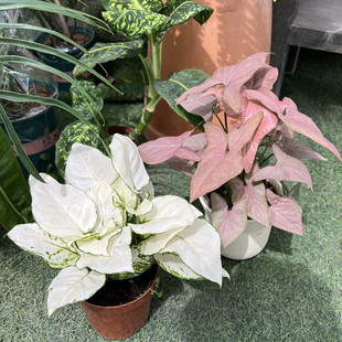 室内观叶绿植彩叶合果芋合果芋盆栽金童子红粉佳人可水培