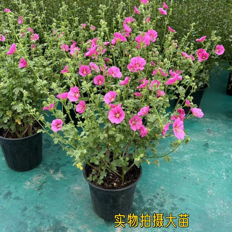 优雅女士小木槿盆栽 庭院阳台多年生花卉花期久花多易爆盆2盆包邮