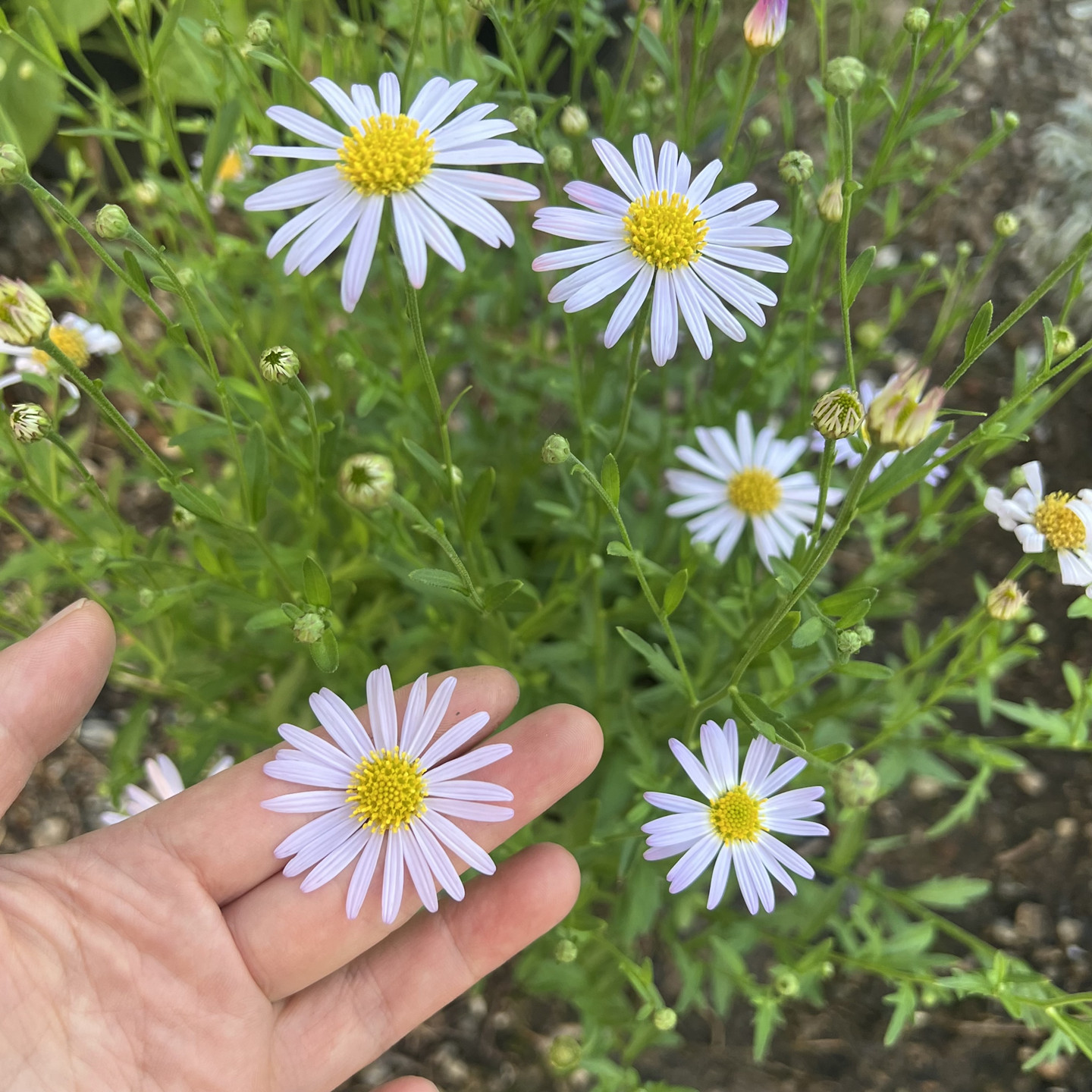 狭叶马兰盆栽苗马兰头庭院花园多年生宿根植物清新淡雅美观好养