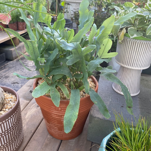 蓝星水龙骨蕨盆栽 室内常绿观叶植物美观清新空气2盆包邮