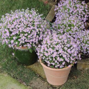 羽叶报春盆栽苗庭院阳台花卉花期久易爆盆耐阴耐寒好养包邮