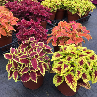 彩叶草盆栽 庭院阳台四季观叶植物色彩艳丽耐热耐晒易成活包邮