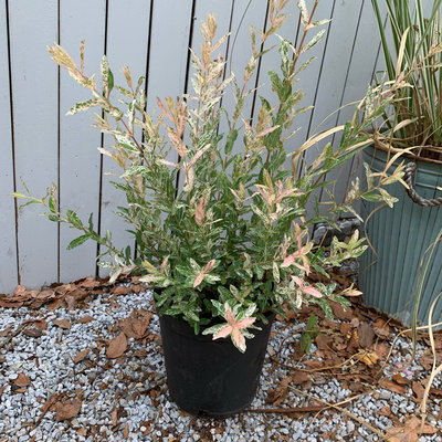 彩叶杞柳盆栽庭院花镜灌木植物