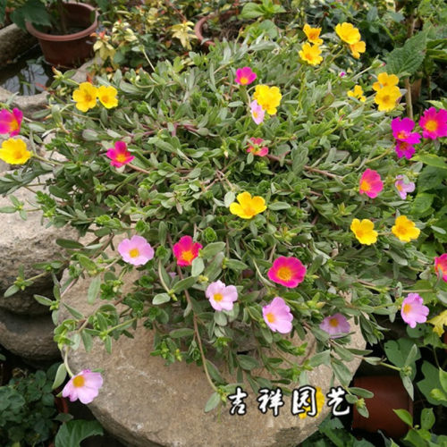 夏季易种单瓣多年生耐热观花植物