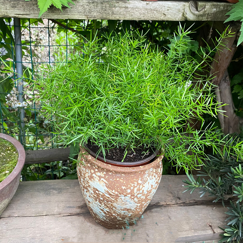 天门冬草盆栽大苗 室外庭院常绿灌木植物多年生地栽四季种植包邮