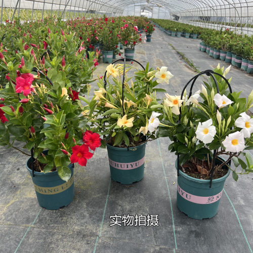 夏季耐热爬藤花期久包邮双喜藤