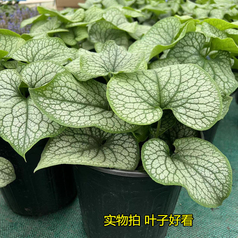 新品心叶牛舌兰盆栽庭院花镜观叶观花植物耐阴性好美观多年生包邮