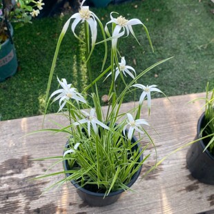 白鹭莞星光草多年生水生宿根植物阳台庭院花卉盆栽苗美观趣味包邮