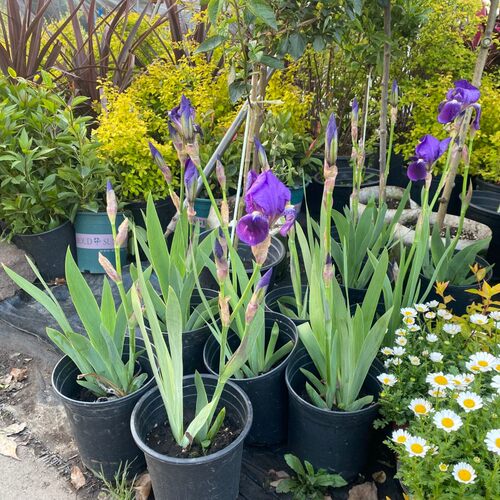 德国鸢尾庭院花园种植多年生耐热