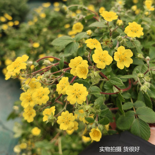 莓叶委陵菜盆栽苗庭院花园多年生地被植物花期久易成活包邮