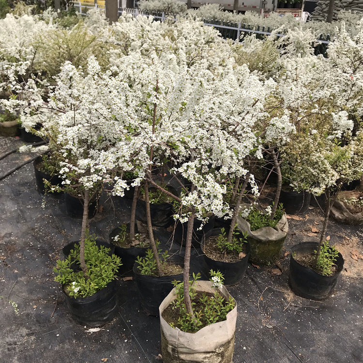 喷雪花盆栽 雪柳喷雪花春季开花神器庭院阳台多年生木本植物包邮