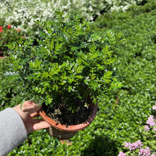 胡椒木盆栽驱蚊树室内芳香绿植盆栽美观养眼四季常绿耐阴易成活