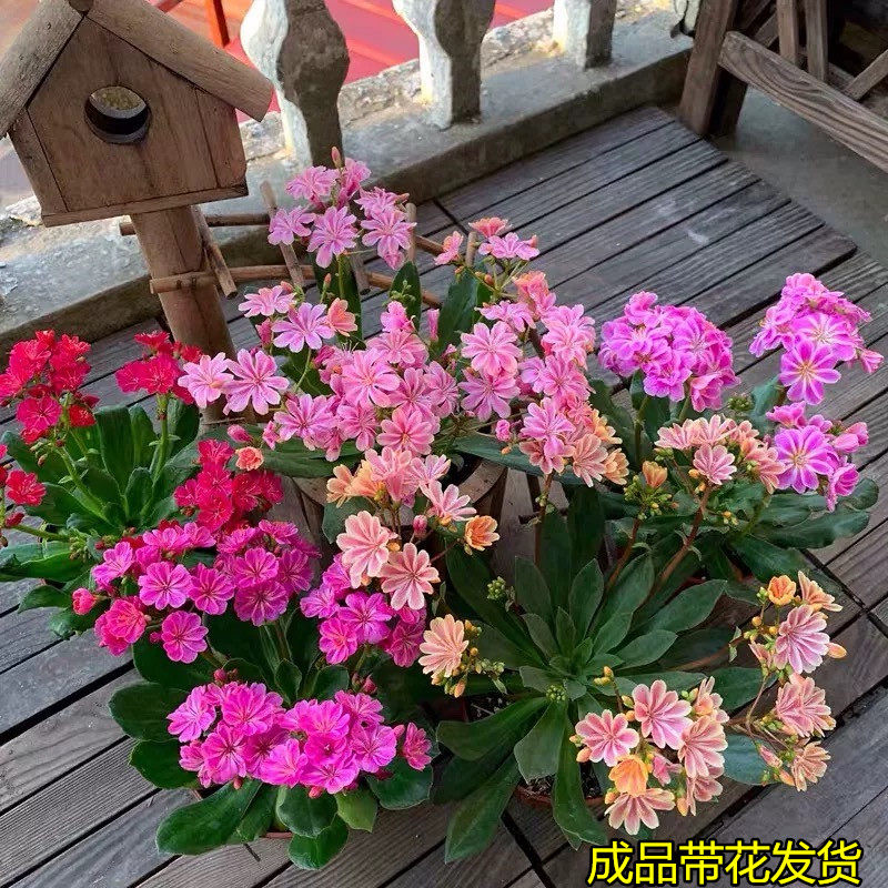 露薇花盆栽琉璃草多年生阳台花卉多肉类植物带花发货花期久包邮