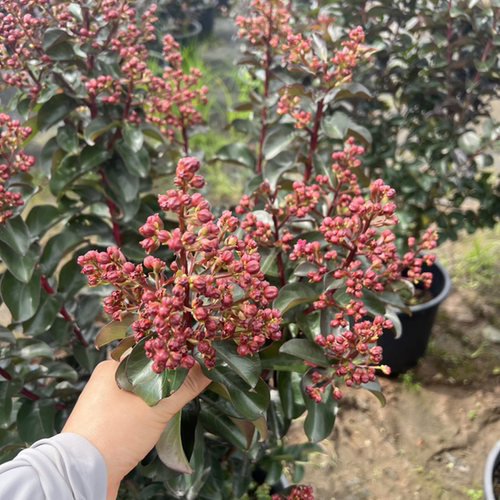 樱桃摩卡紫薇花多年生灌木植物