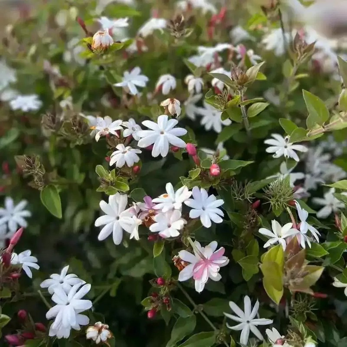 水茉莉盆栽庭院爬藤茉莉花期久