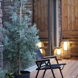 蓝冰柏盆栽庭院阳台种植多年生灰蓝色系柏树苗耐寒耐热包邮