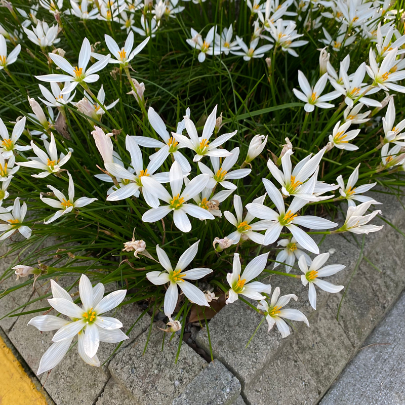 葱兰花苗 风雨兰花小盆栽庭院花镜地被植物多年生四季常青花期久