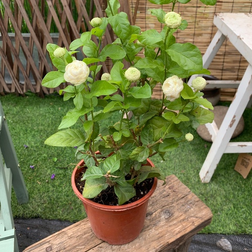 重瓣浓香型室外阳台种植茉莉盆栽