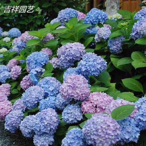 绣球无尽夏蓝色绣球花苗无尽夏