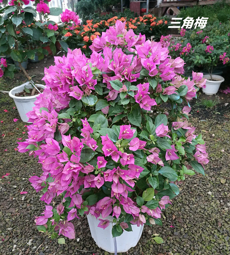 九重葛三角梅花苗 四季室内外庭院叶子花叶子梅盆景大苗2盆包邮